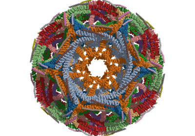Assembly of a clathrin D6 coat