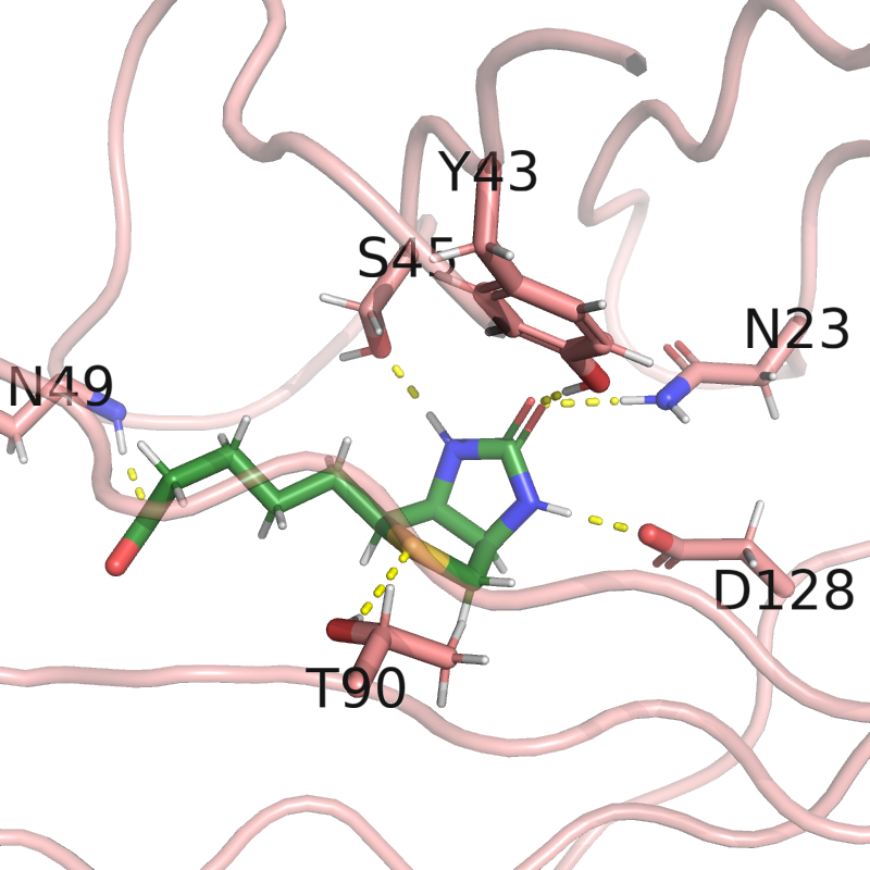 hydrogen bonds