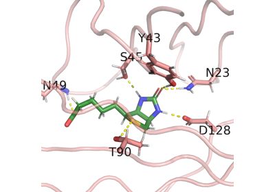 Hydrogen bonds between biotin and streptavidin